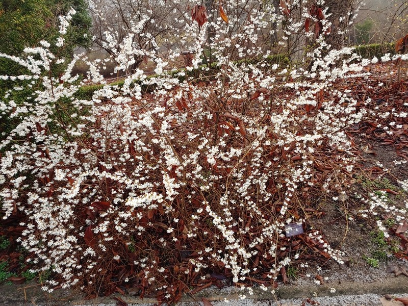 Abeliophyllum distichum photo 8