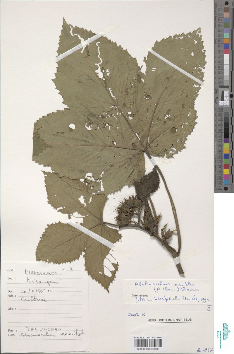 Abelmoschus × caillei