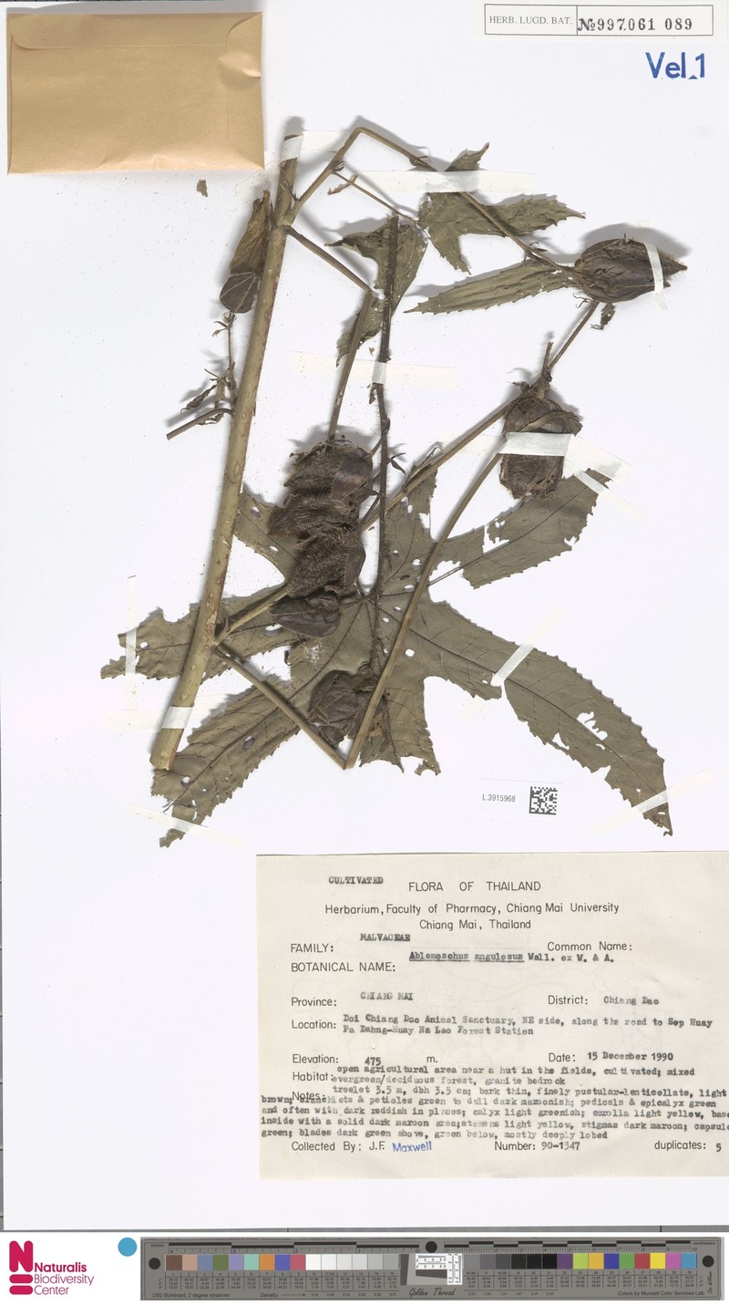 Abelmoschus angulosus photo 8
