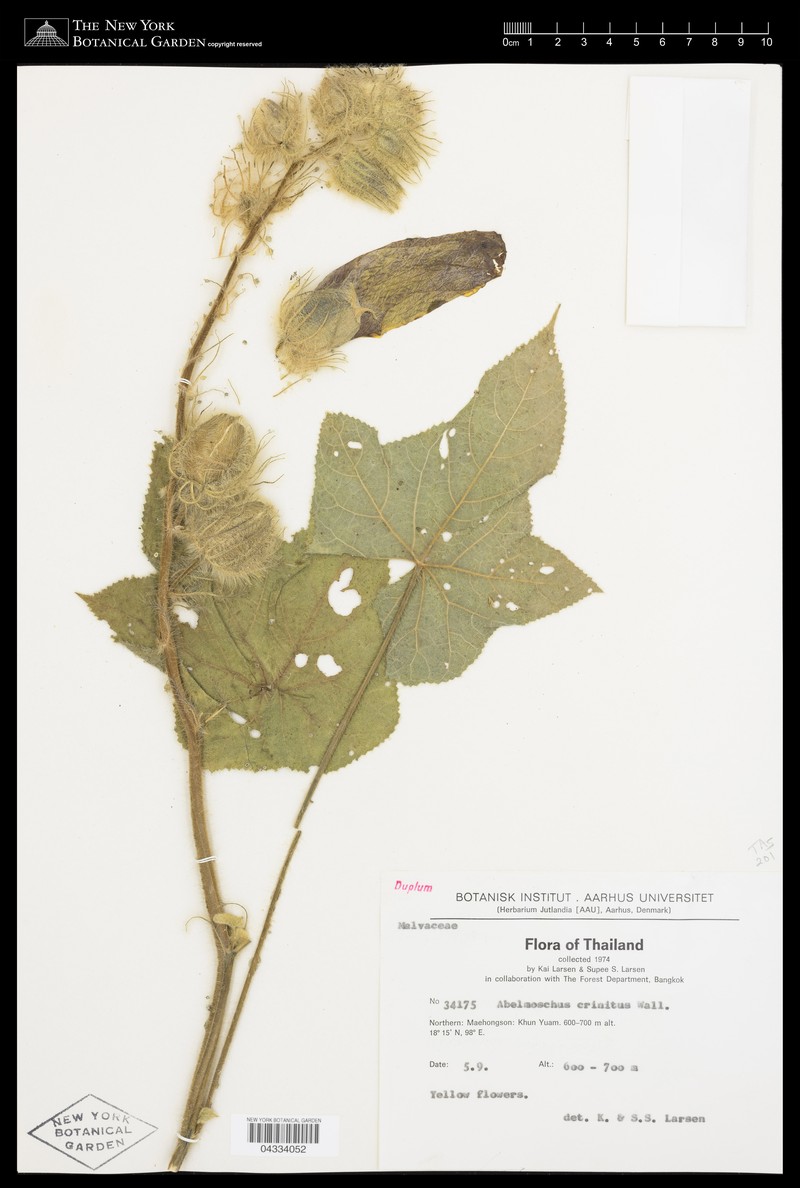 Abelmoschus crinitus photo 2