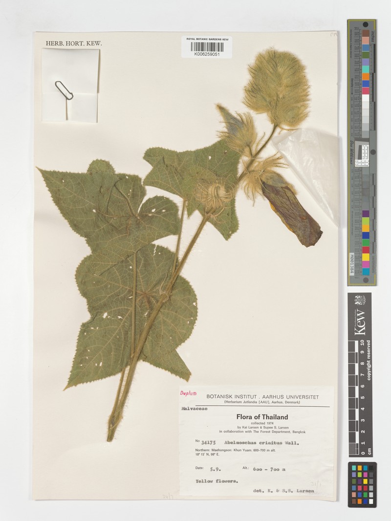 Abelmoschus crinitus photo 3