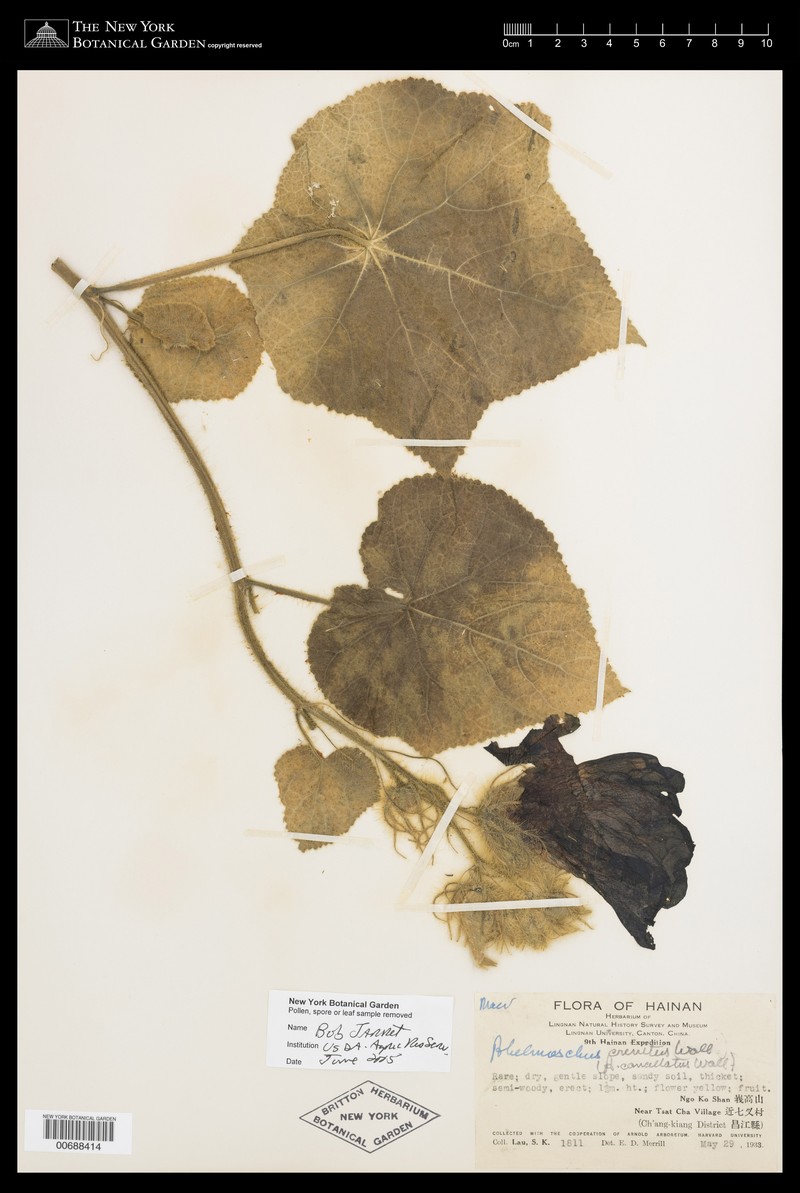 Abelmoschus crinitus photo 4
