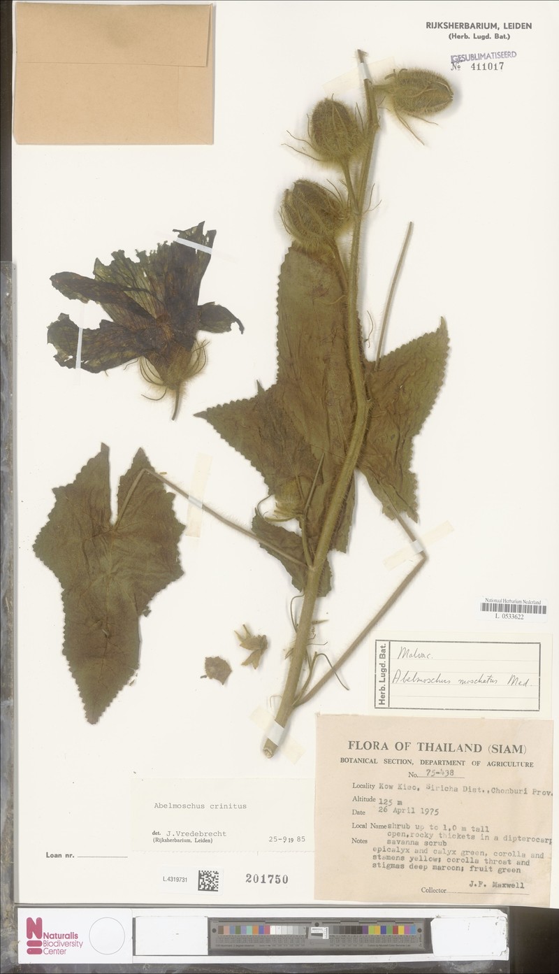 Abelmoschus crinitus photo 5