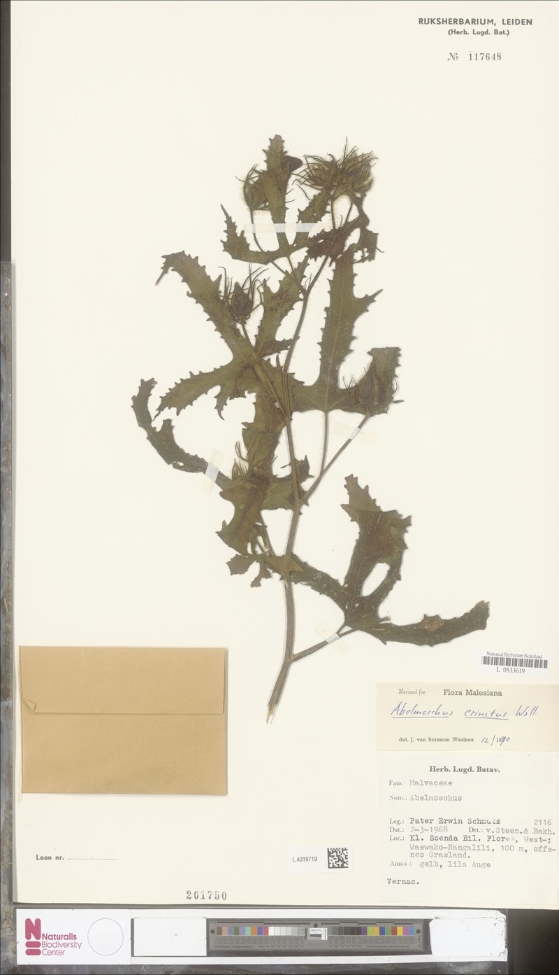 Abelmoschus crinitus photo 6