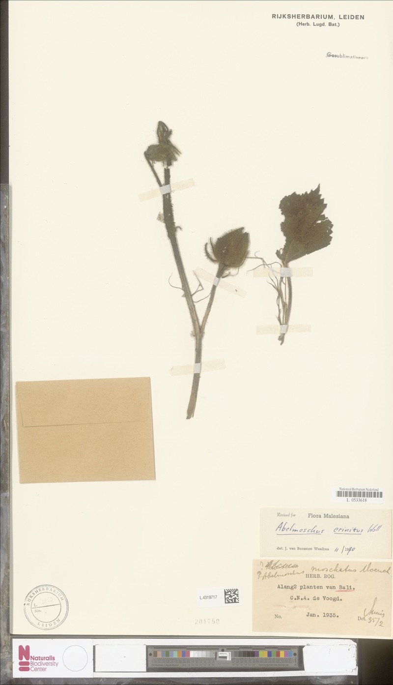 Abelmoschus crinitus photo 7