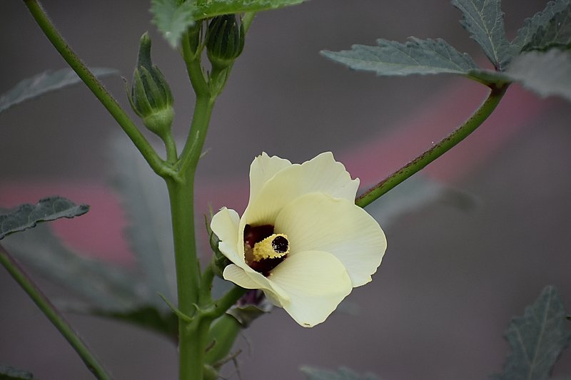 Okra photo 2