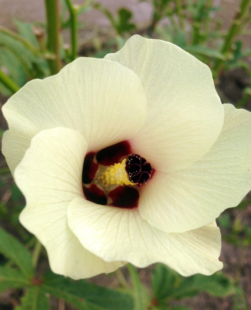 Okra photo 3
