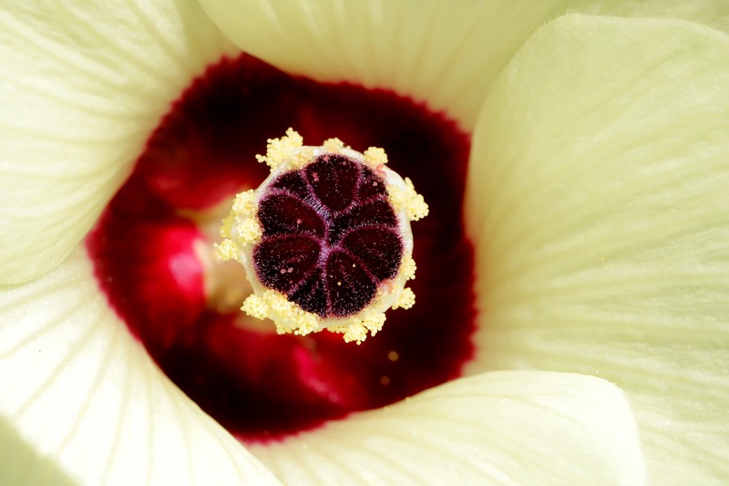 Okra photo 4