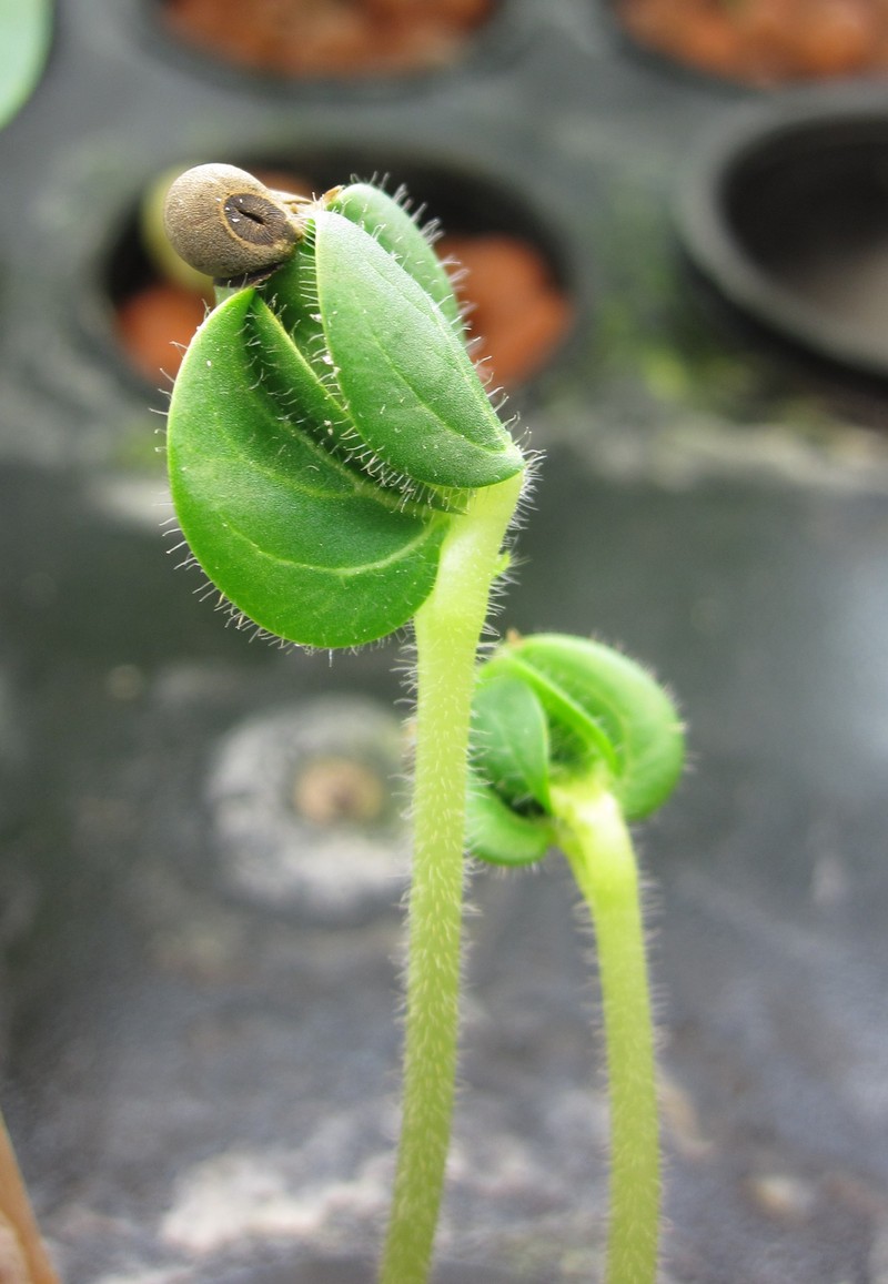 Okra photo 5