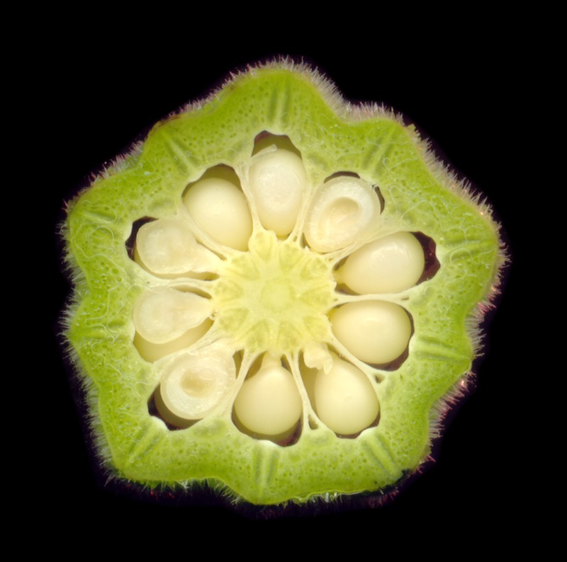 Okra photo 6