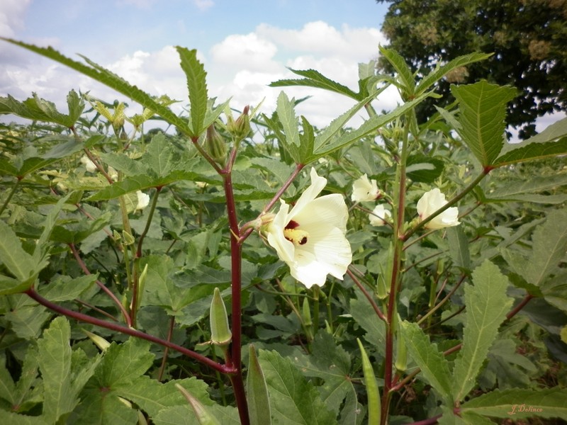 Okra photo 8