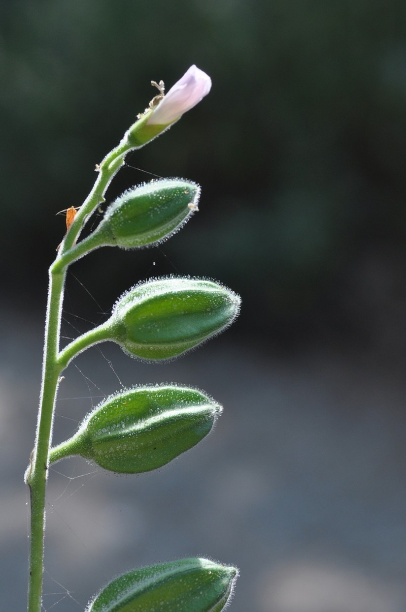 Abelmoschus ficulneus photo 2