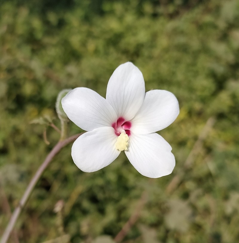 Abelmoschus ficulneus photo 3