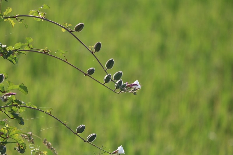Abelmoschus ficulneus photo 4