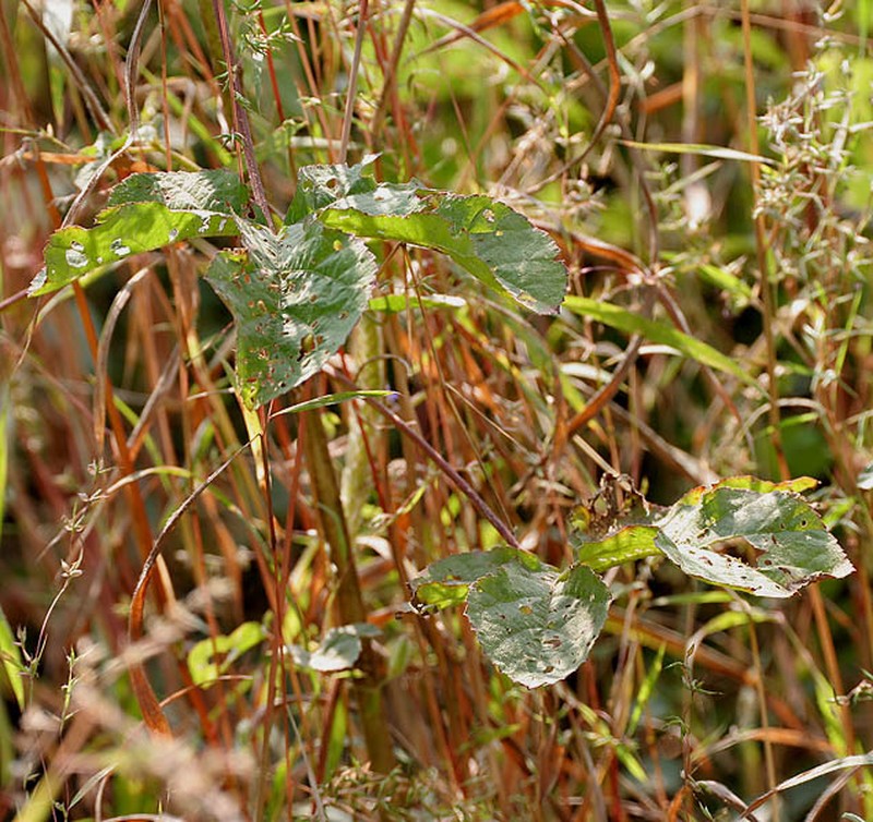 Abelmoschus ficulneus photo 5