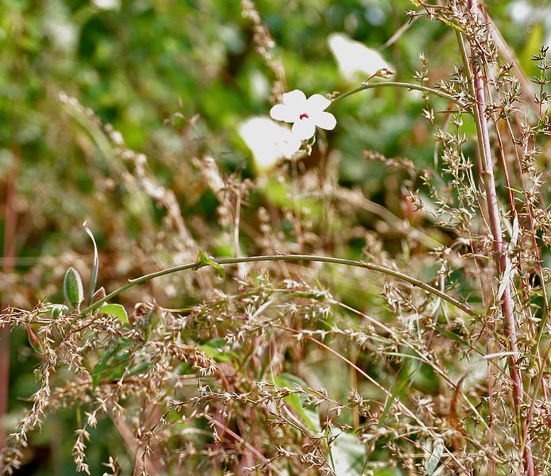 Abelmoschus ficulneus photo 6
