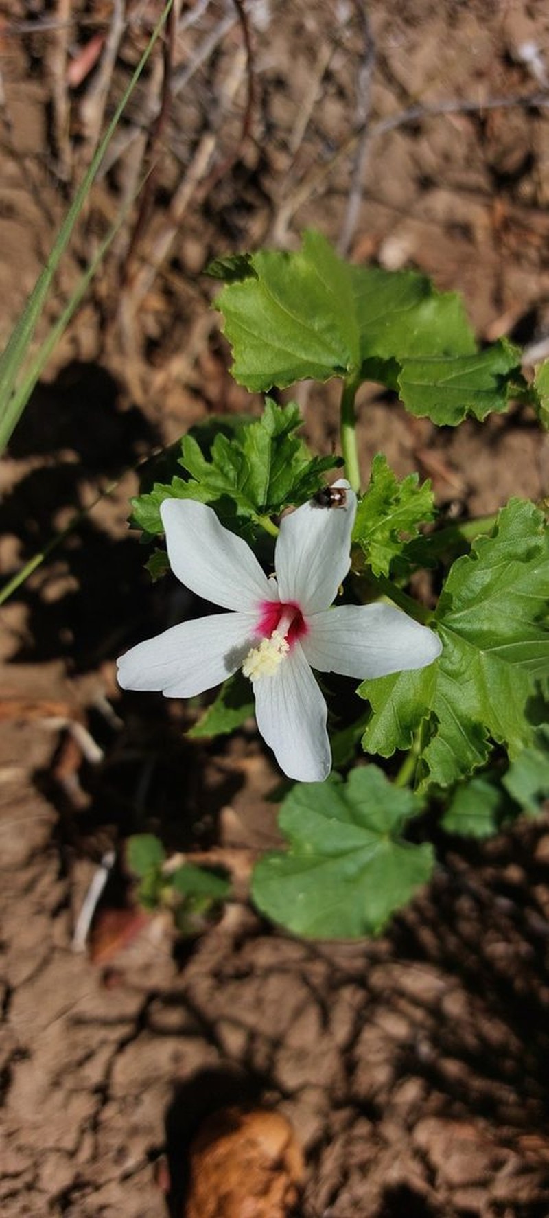 Abelmoschus ficulneus photo 8