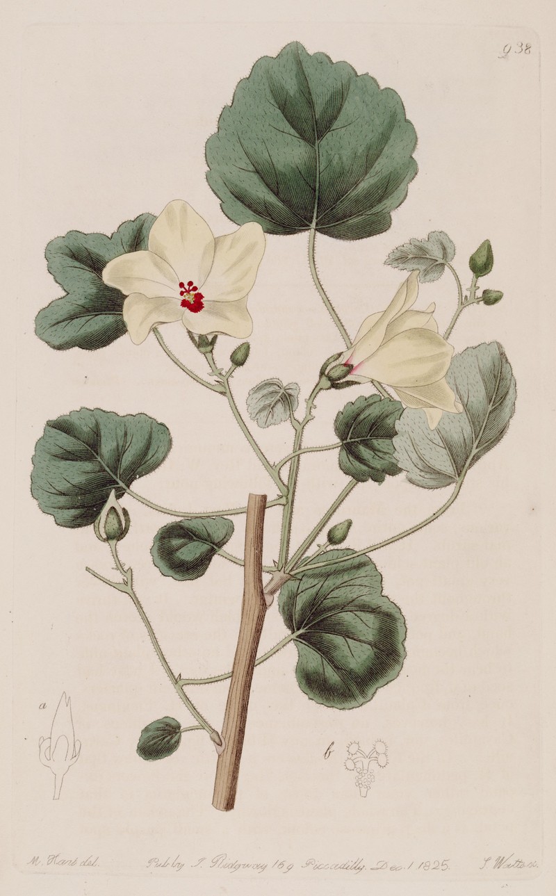 Abelmoschus hostilis