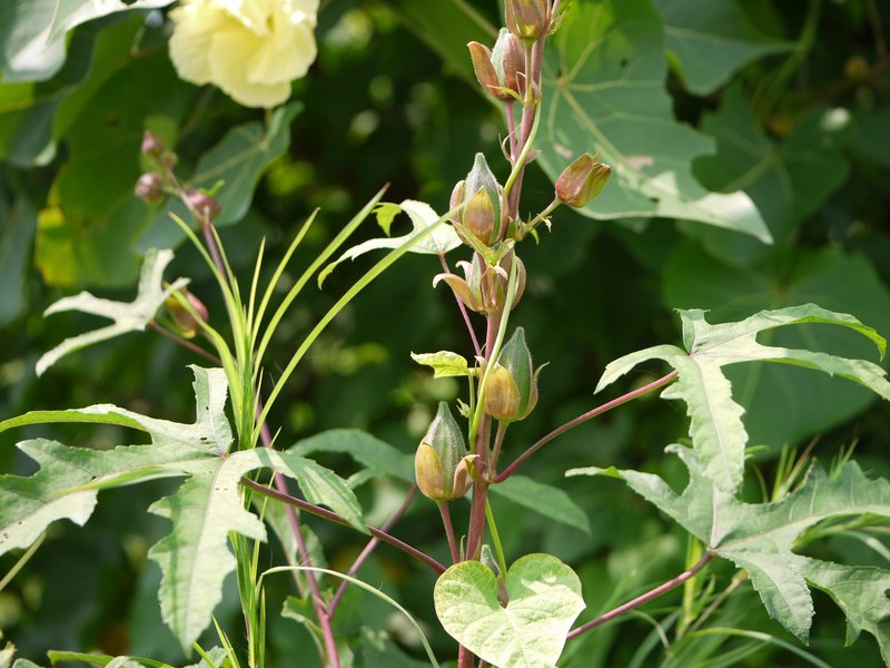 Abelmoschus manihot photo 2