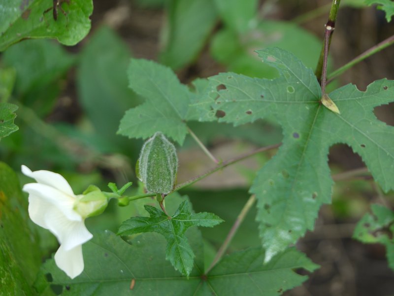 Abelmoschus manihot photo 3