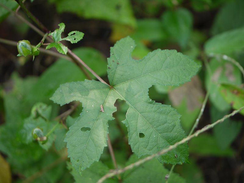 Abelmoschus manihot photo 4