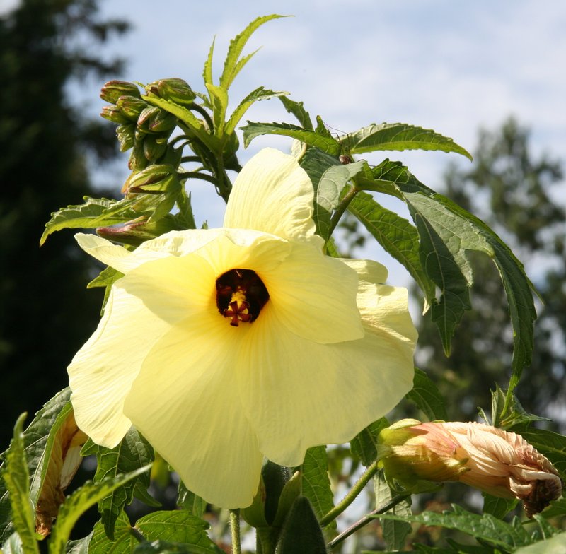 Abelmoschus manihot photo 5