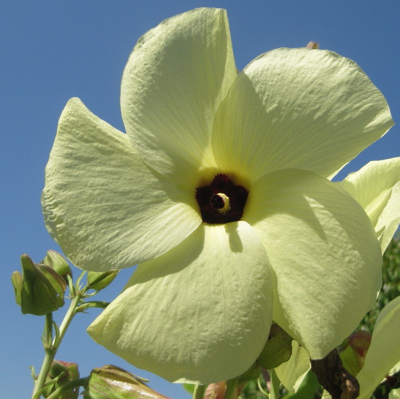 Abelmoschus manihot photo 7
