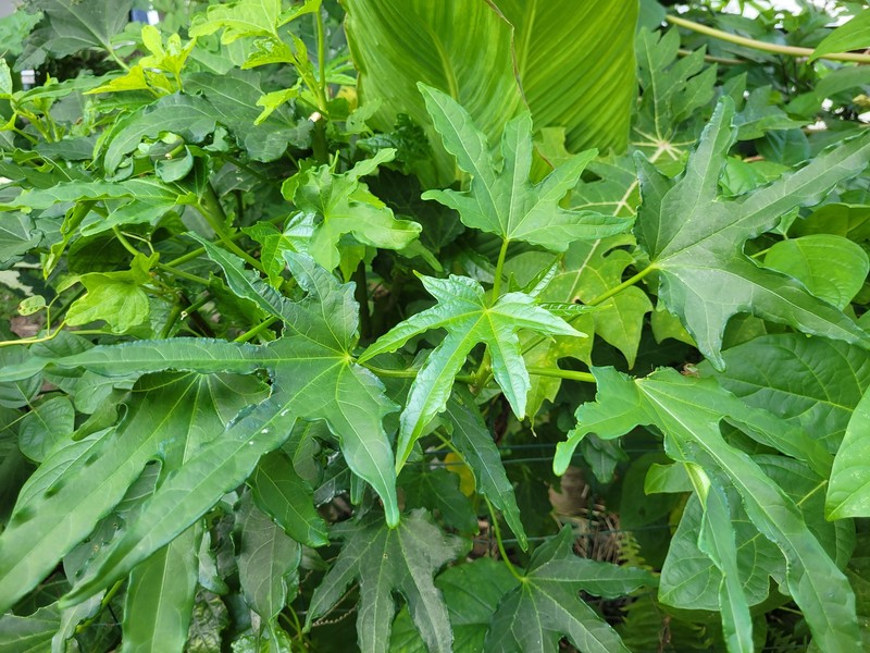 Abelmoschus manihot subsp. manihot