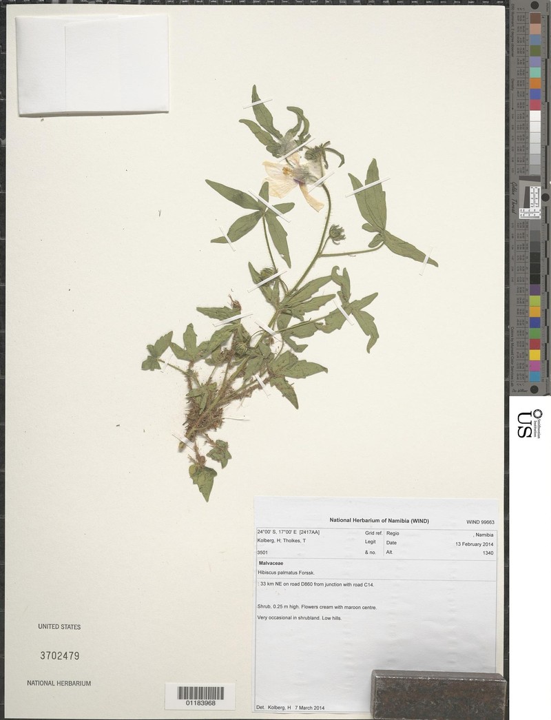 Abelmoschus manihot subsp. manihot photo 2