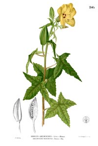 Musk Okra