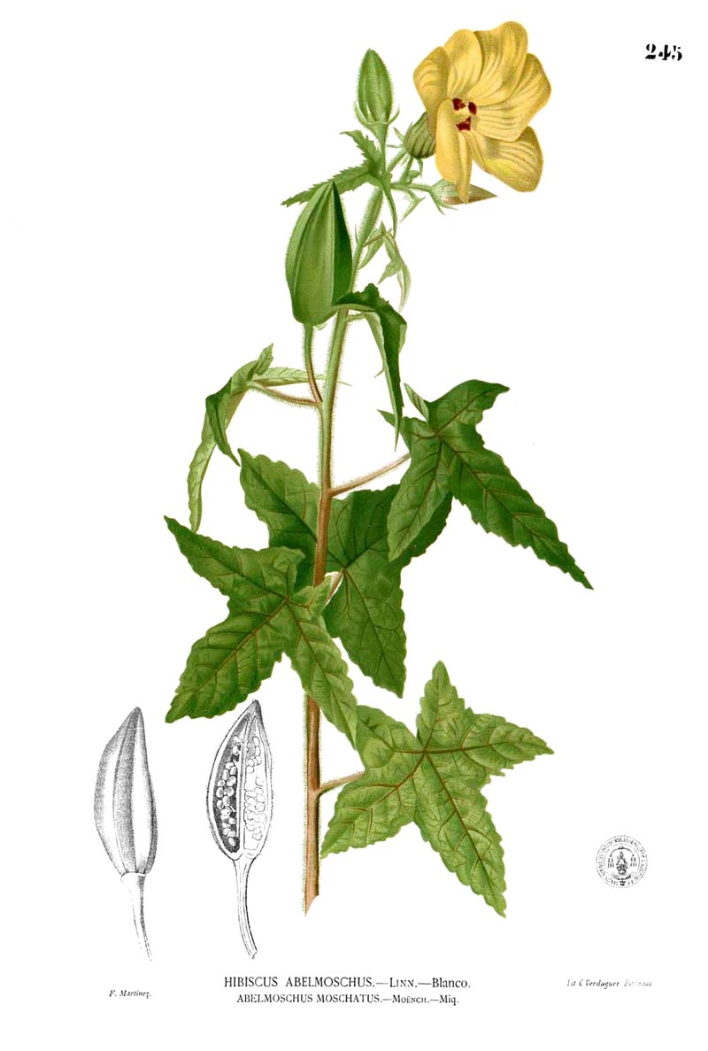 Musk Okra