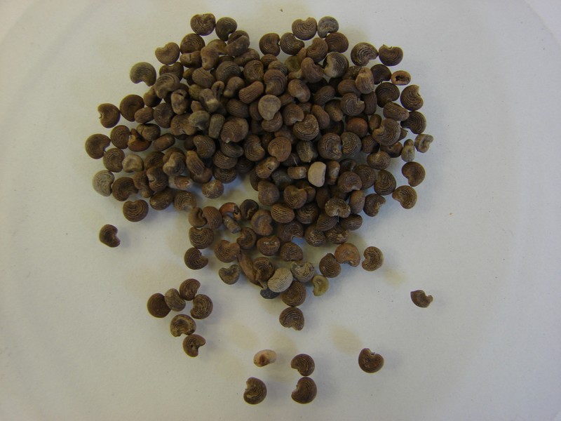 Musk Okra photo 4