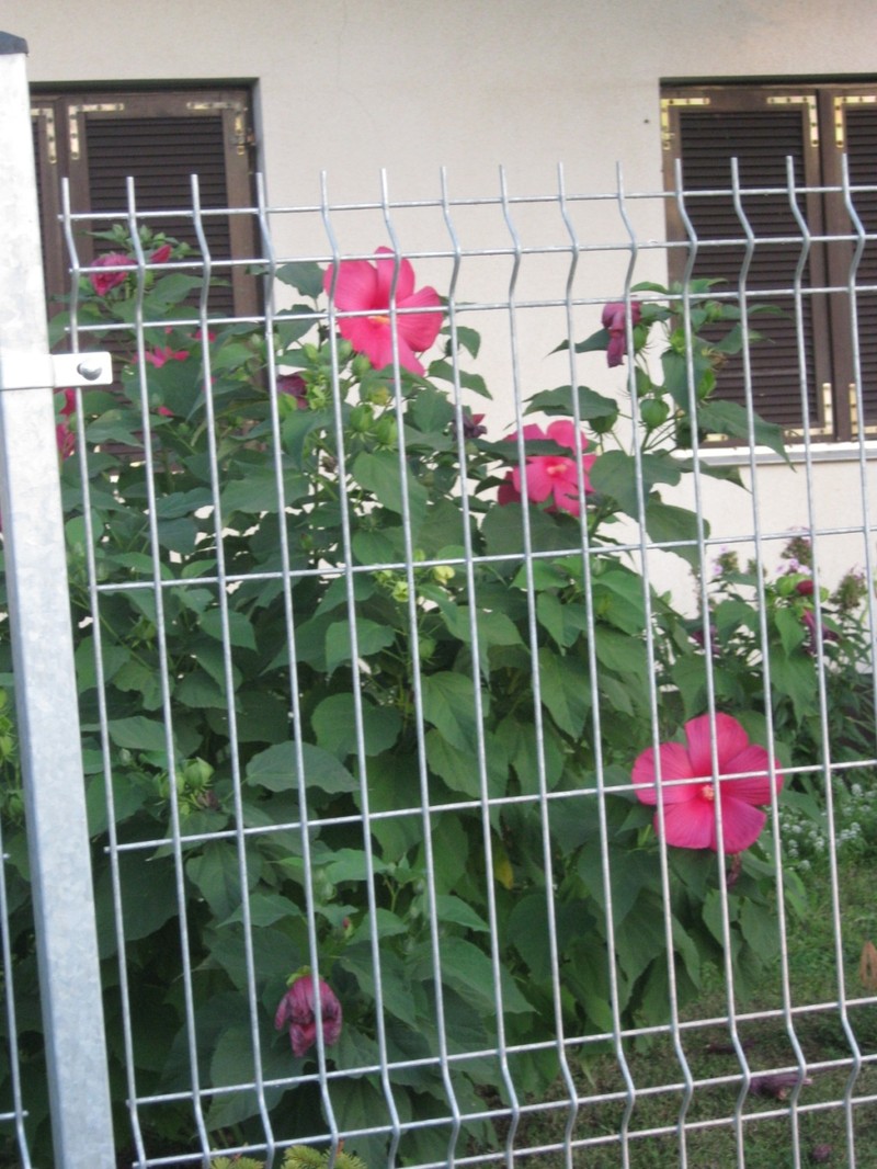 Musk Okra photo 5