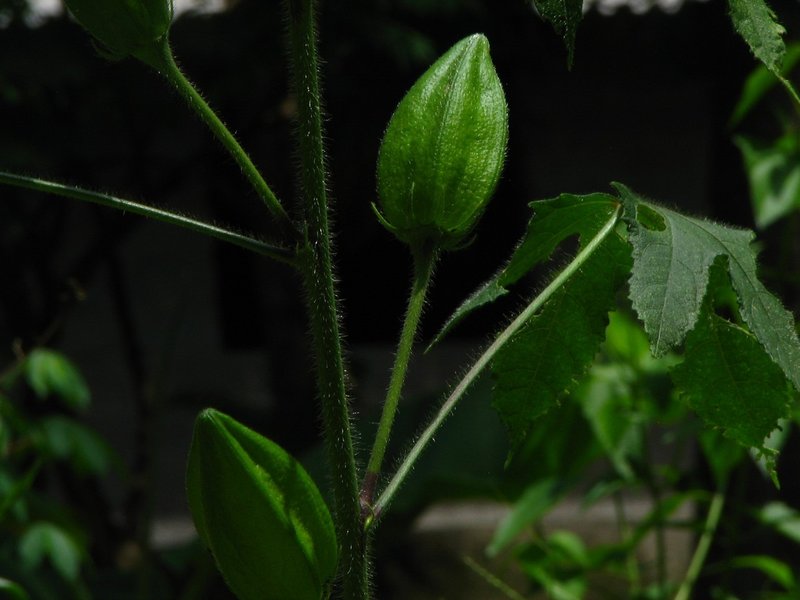 Musk Okra photo 6