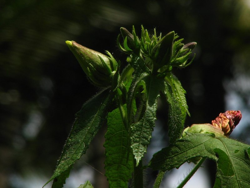 Musk Okra photo 7