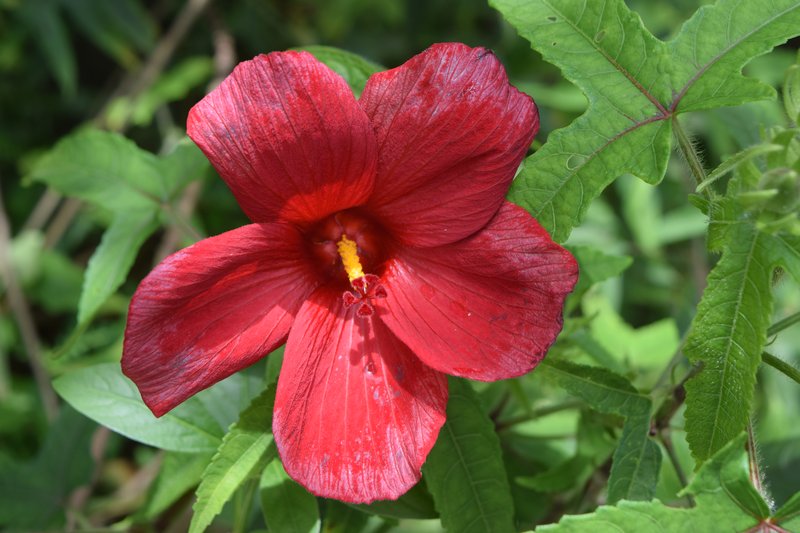 Musk Okra photo 8