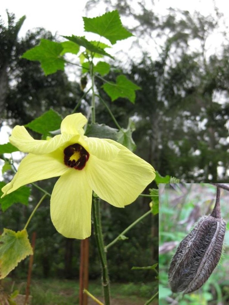 Abelmoschus moschatus subsp. moschatus