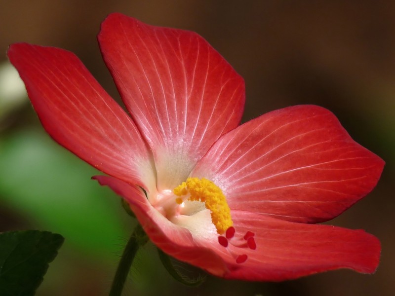 Abelmoschus rhodopetalus