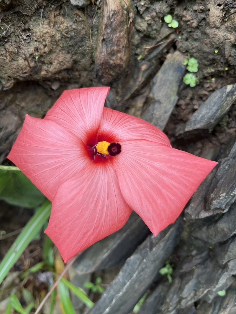 Abelmoschus rhodopetalus photo 2