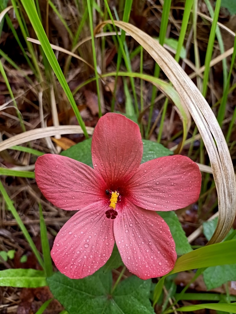 Abelmoschus rhodopetalus photo 3