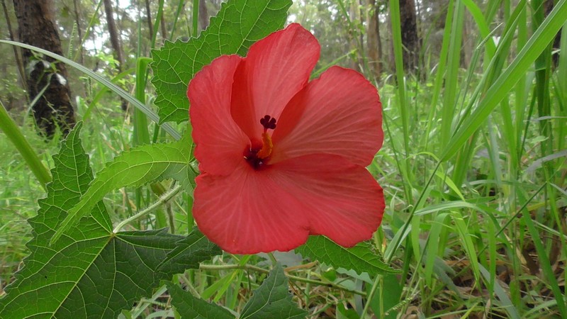 Abelmoschus rhodopetalus photo 4