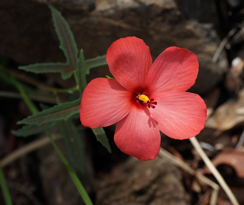 Abelmoschus rhodopetalus photo 6