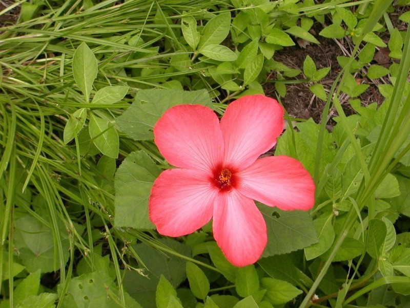 Abelmoschus rhodopetalus photo 7