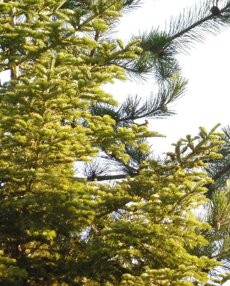 Abies × borisii-regis photo 3