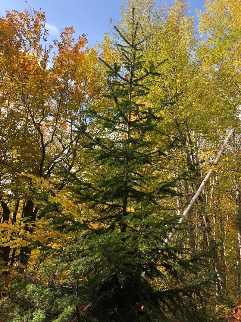 Abies × borisii-regis photo 4