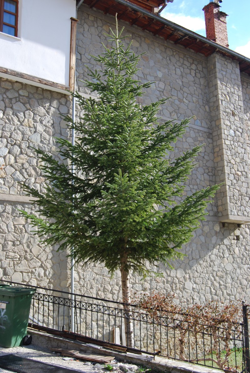 Abies × borisii-regis photo 5