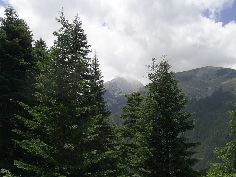 Abies × borisii-regis photo 6