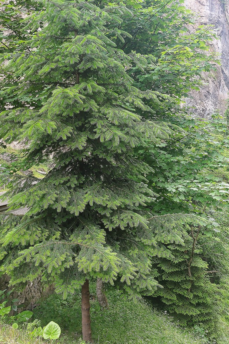 Abies × borisii-regis photo 7