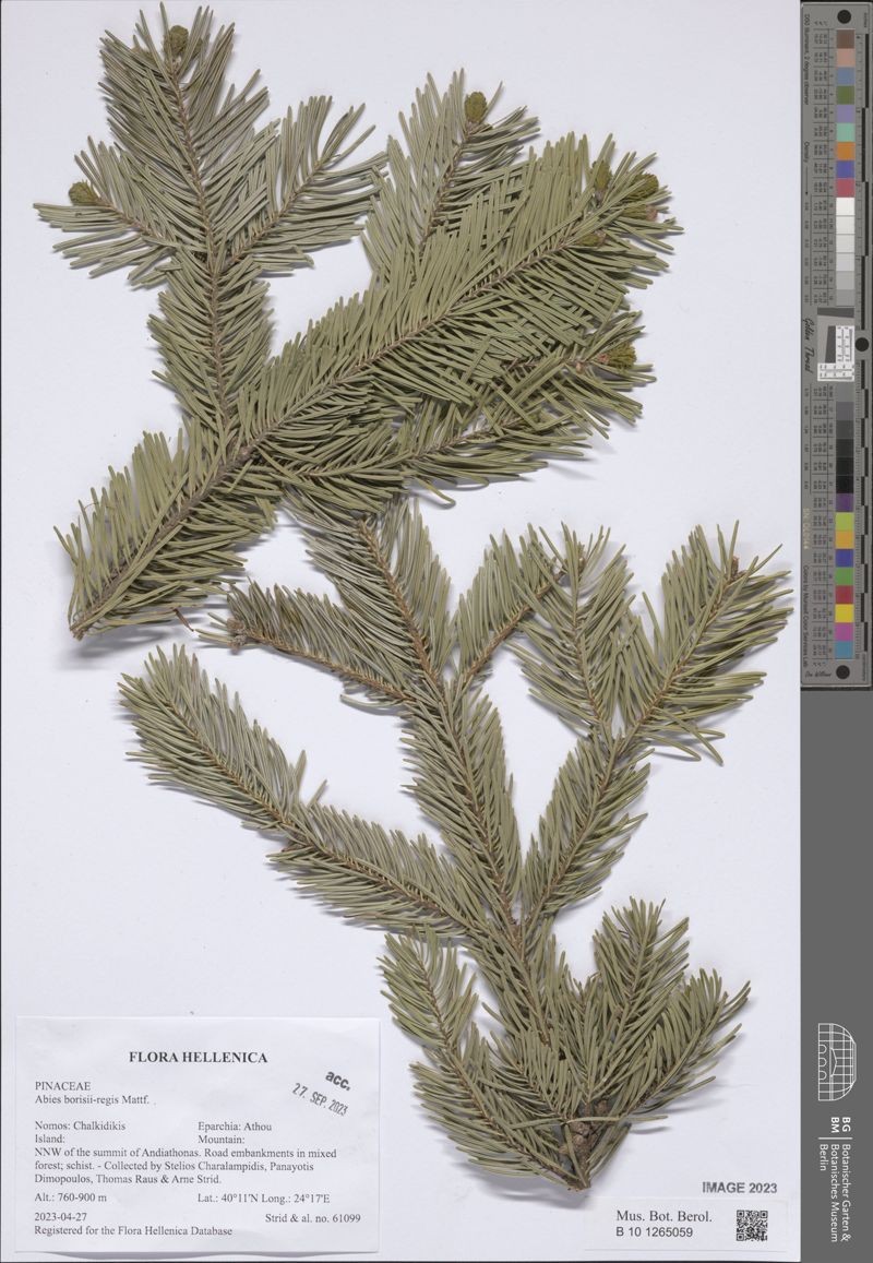 Abies × borisii-regis photo 8