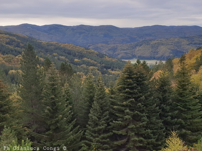 Silver Fir photo 4